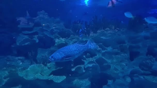 Barevné Ryby Krásné Korály Podmořském Akváriu Klcc — Stock video
