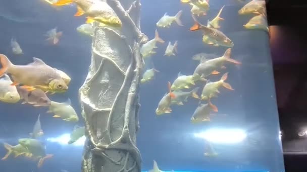 水族館で水中で泳ぐ魚のカラフルなグループ — ストック動画