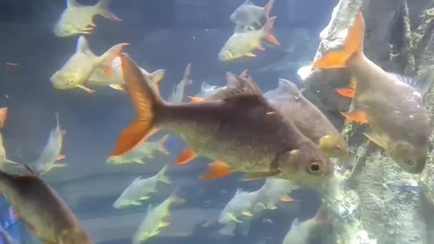 Kristallweiße Und Orangefarbene Fische Schwimmen Einem Exotischen Aquarium — Stockvideo