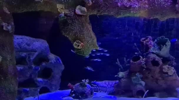 Exotic Coral Reef View Underwater Aquarium Life — Stock Video