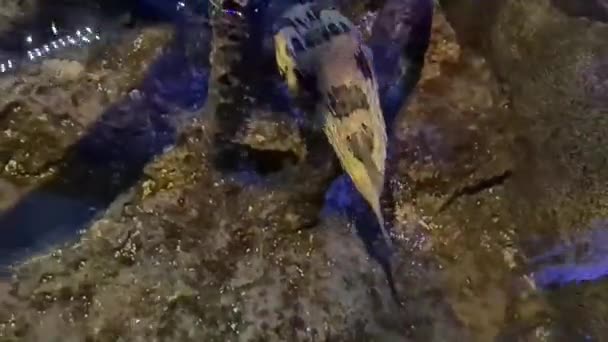 Akvaryumunda Mercanın Altında Yüzen Balıklar — Stok video