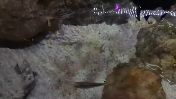 Риби Навколо Коралових Рифів Акваріумі Klcc — стокове відео
