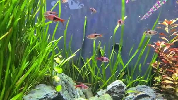 Suyun Altında Yeşil Çimlerde Yüzen Balıklar — Stok video