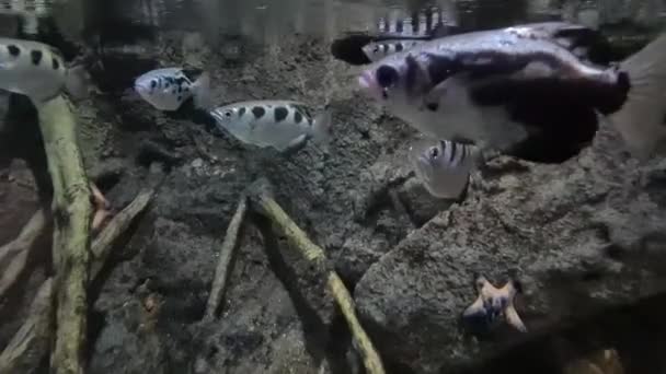 Grupo Peixes Archer Nadando Debaixo Água — Vídeo de Stock