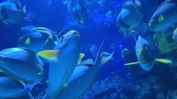 水族館で泳ぐ美しい青い魚のグループ — ストック動画