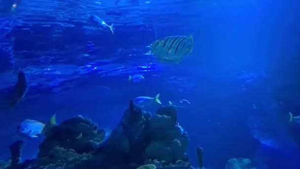 Groep Van Prachtige Gestripte Vissen Zwemmen Klcc Aquarium — Stockvideo