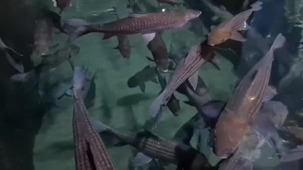大きな茶色の魚群が水中で泳いでいる — ストック動画