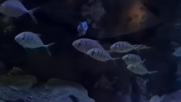 水族館で水中で泳ぐ白身魚のグループ — ストック動画