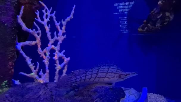 Akvaryumdaki Mercanların Yanında Şahin Balığı — Stok video
