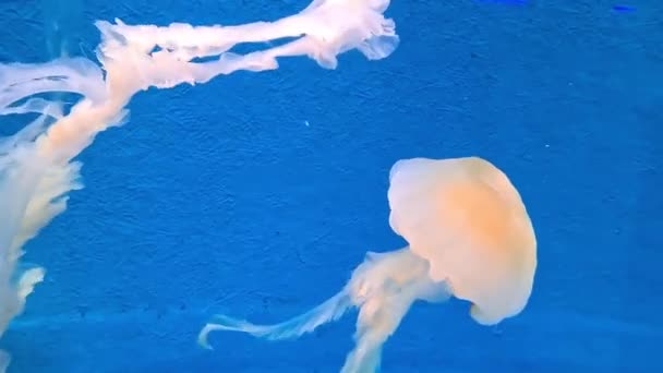 水族館で水中に浮かぶゼリー魚 — ストック動画