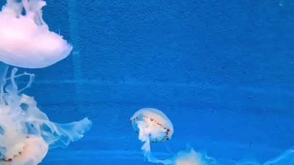 水族館で青い水の中を泳ぐクラゲ — ストック動画