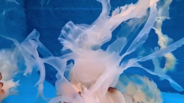 Світло Рожеві Желе Риби Плавають Акваріумі — стокове відео