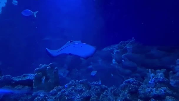 Marine Life Underwater Aquarium Malaysia — Stock Video
