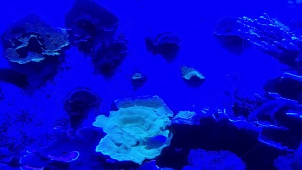 水族館の海のサンゴと貝殻 — ストック動画