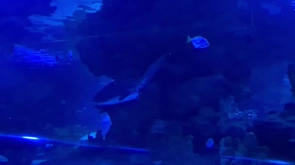 Mořský Život Korály Rybami Pod Vodou — Stock video