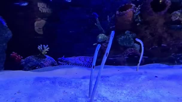 水族館の天然水生サンゴとサンゴ礁 — ストック動画