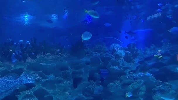 水中で泳ぐ天然サンゴや魚 — ストック動画