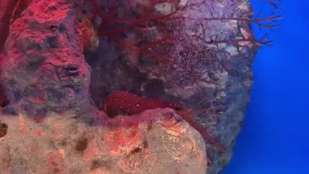 Suyun Altındaki Kayaların Arasında Kırmızı Ahtapot — Stok video
