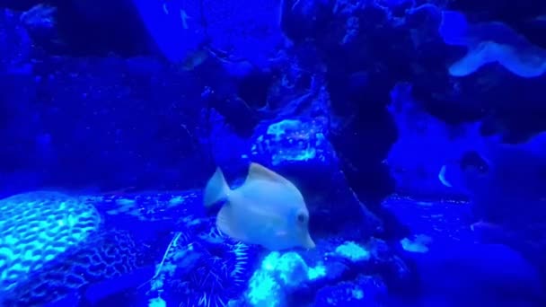 海水の下で熱帯サンゴの近くで泳ぐ純白の魚 — ストック動画
