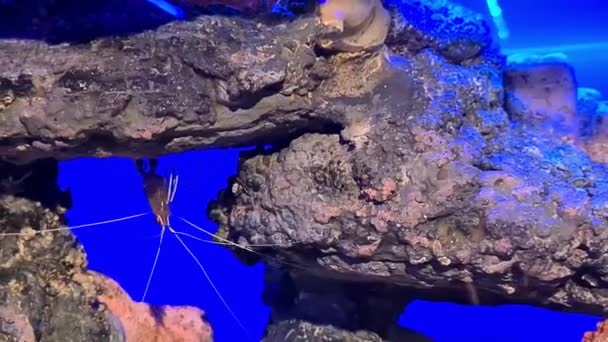 Meereswesen Zwischen Felsen Unter Wasser — Stockvideo