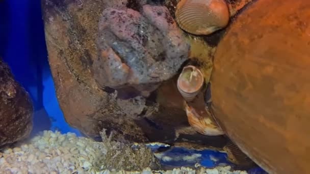 Conchas Mar Rochas Nível Superfície Aquário — Vídeo de Stock