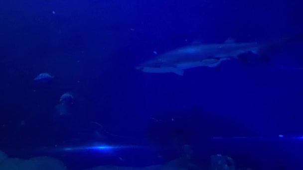 青い水の水族館でサメの水泳 — ストック動画