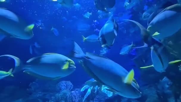 Banc Beaux Poissons Bleus Nageant Eau Claire Dans Aquarium — Video
