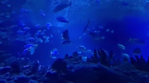 Suyun Altındaki Mercanları Yakınında Balık Sürüsü — Stok video