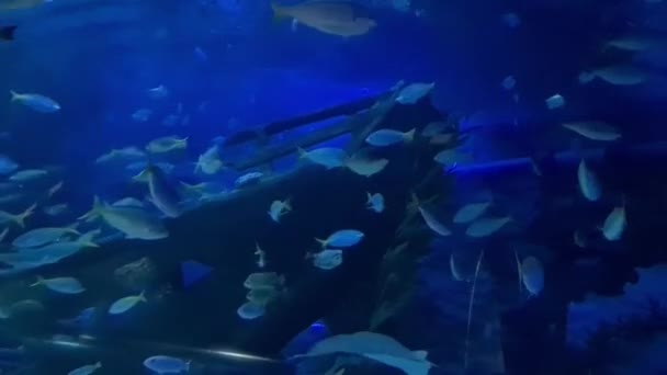 Shoal Peixes Nadando Torno Naufrágio Navio Subaquático — Vídeo de Stock