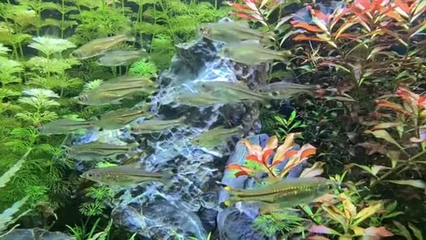 Güzel Deniz Bitkilerinin Yakınında Yüzen Balık Sürüsü — Stok video