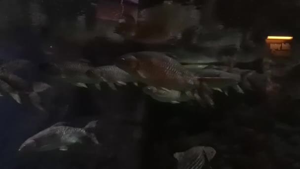 水族館で水中で泳ぐ魚の浅瀬 — ストック動画