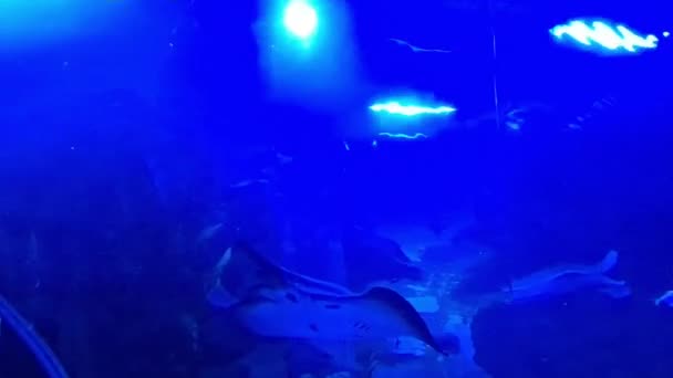 Peixes Patins Nadando Torno Pequenos Peixes Água Azul — Vídeo de Stock