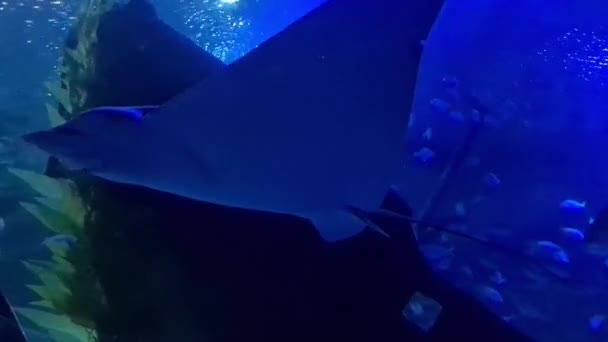 Скейт Риба Плаває Вперед Акваріумній Тунелі — стокове відео