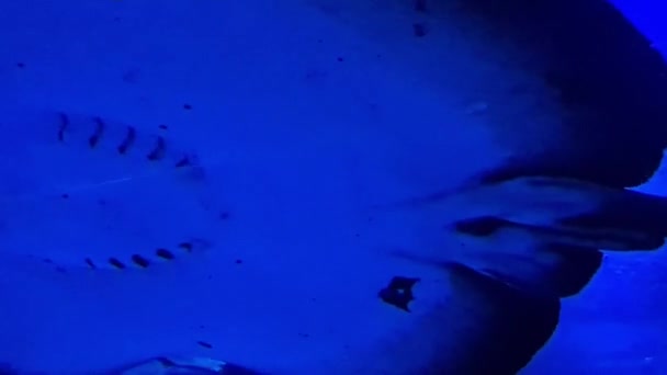 青い水の中でスケート魚水泳 — ストック動画