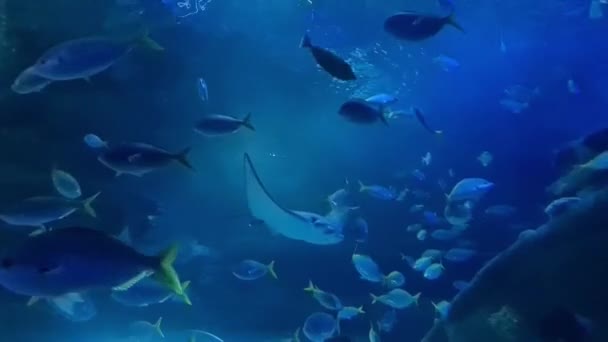 海洋水族館の小魚の近くで泳ぐスケート魚 — ストック動画