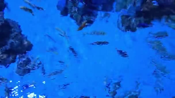 Μικρά Ψάρια Που Κολυμπούν Διαφορετικές Κατευθύνσεις Ένα Ενυδρείο — Αρχείο Βίντεο
