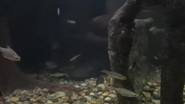 Akvaryumdaki Kayaların Yanında Yüzen Küçük Balıklar — Stok video