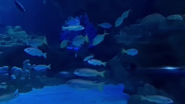 Vida Marinha Subaquática Tropical Com Diferentes Espécies Peixes Corais — Vídeo de Stock
