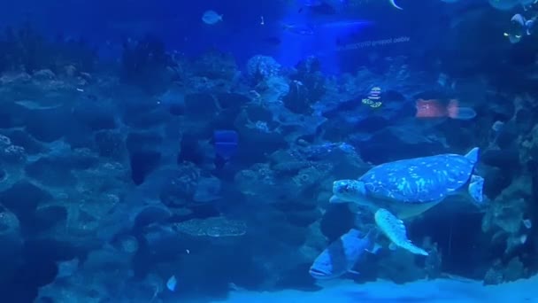 Tartaruga Peixes Nadando Torno Corais Aquário — Vídeo de Stock
