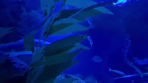 魚に囲まれた水中の緑の草 — ストック動画