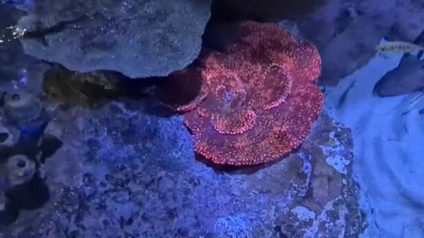 Vida Marina Submarina Con Corales Estéticos Peces — Vídeos de Stock