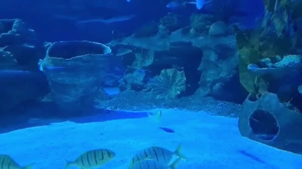 Güzel Mercan Balıkları Çevreleyen Sualtı Deniz Yaşamı — Stok video