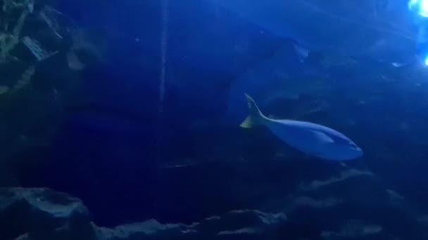 エキゾチックなトンネル水族館で泳ぐ魚の眺め — ストック動画