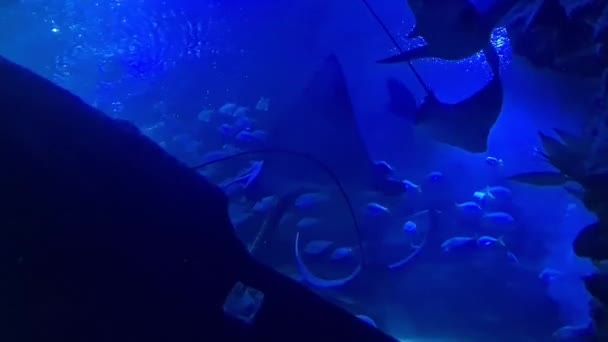 Вид Риб Через Підводний Тунель Акваріумі — стокове відео