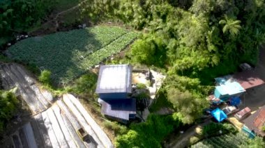 Malezya 'daki egzotik yeşil tarlaların yakınındaki evlerin insansız hava aracı görüntüsü