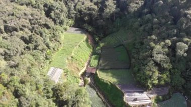 Yükseklerdeki güzel yeşil tarlaların ve ağaçların çarpıcı insansız hava aracı görüntüsü