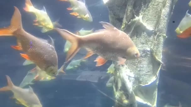 Beyaz Turuncu Balıklar Parlak Bir Işığa Yakın Bir Grupta Yüzüyorlar — Stok video
