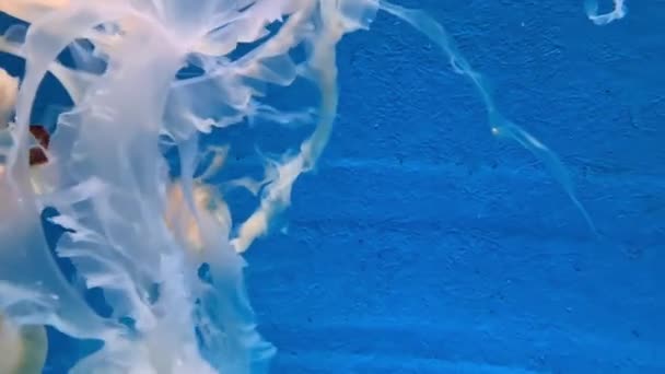 Weiße Und Orangefarbene Quallen Schwimmen Klaren Wasser — Stockvideo
