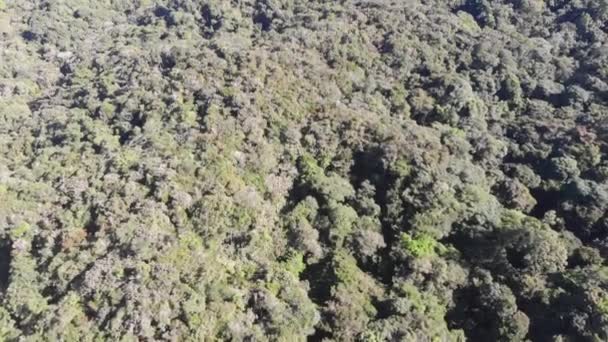 Luchtfoto Van Verbluffende Groene Bomen Bergen Voorwaarts — Stockvideo