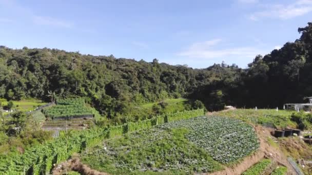 Luftaufnahme Von Malerischem Grün Den Cameron Highlands Nach Oben — Stockvideo